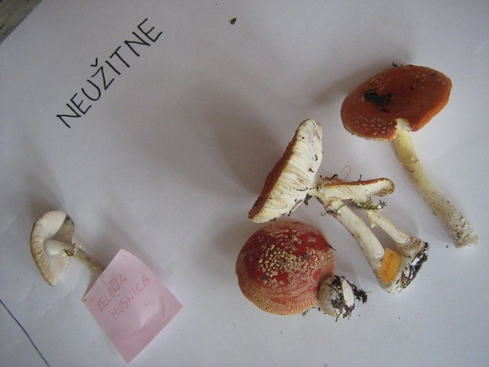 Projekt \"Veliki nemarni škornji\"