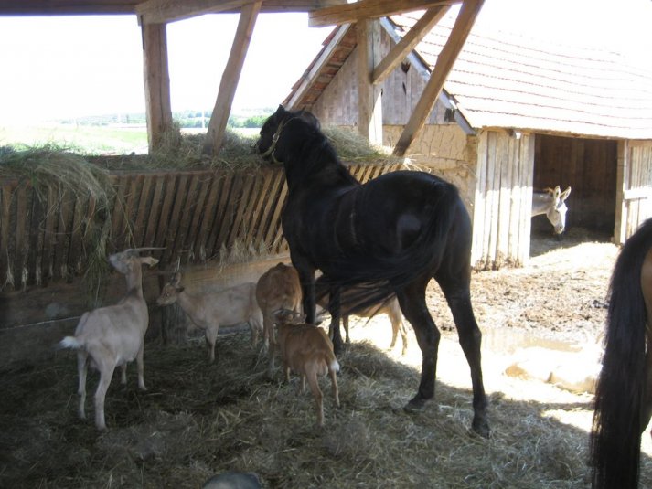 XII. Ekološko raziskovalni tabor Polžek