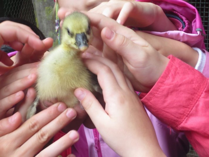 Obisk mini živalskega vrta SikaluZOO