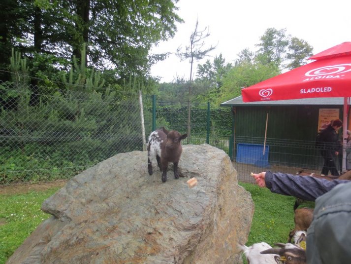 Obisk mini živalskega vrta SikaluZOO