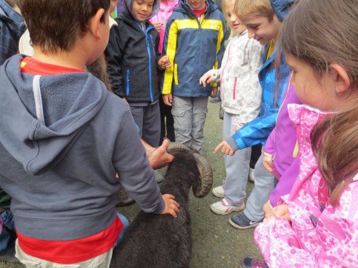 Obisk mini živalskega vrta SikaluZOO