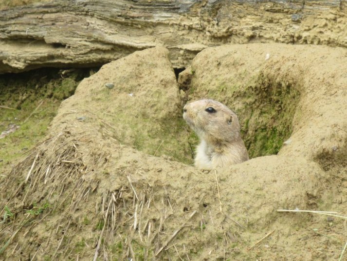 Obisk mini živalskega vrta SikaluZOO