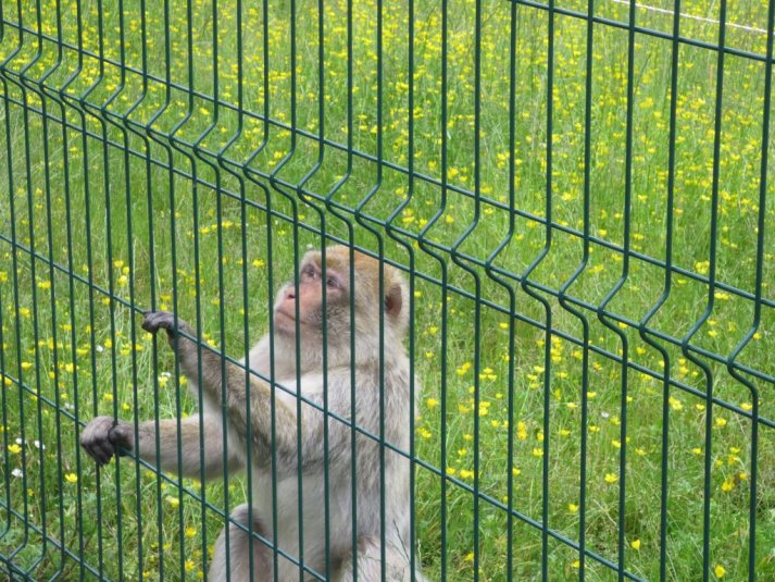 Obisk mini živalskega vrta SikaluZOO