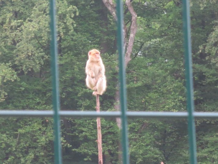 Obisk mini živalskega vrta SikaluZOO