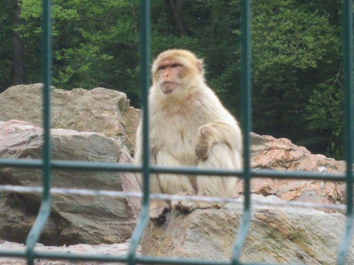 Obisk mini živalskega vrta SikaluZOO