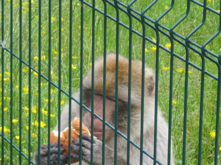 Obisk mini živalskega vrta SikaluZOO