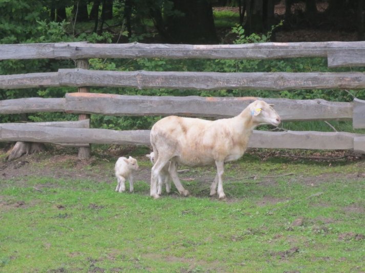 Obisk mini živalskega vrta SikaluZOO
