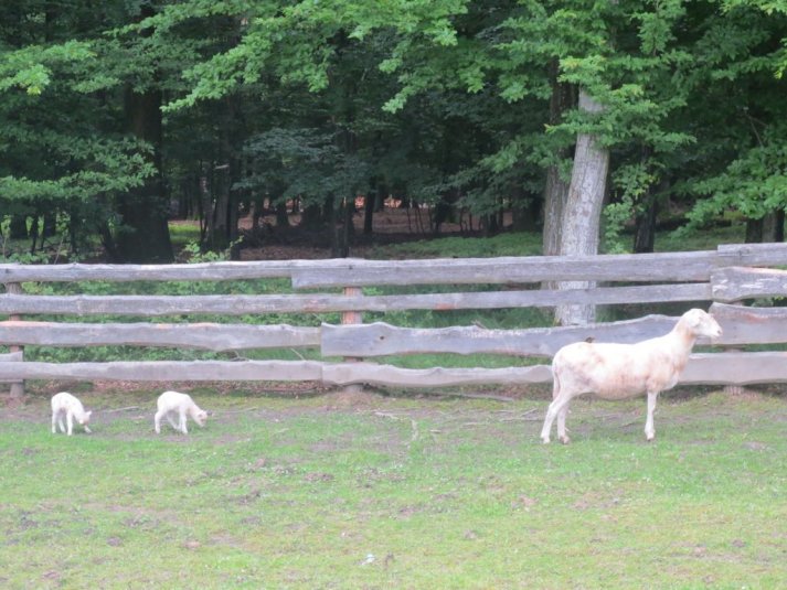 Obisk mini živalskega vrta SikaluZOO