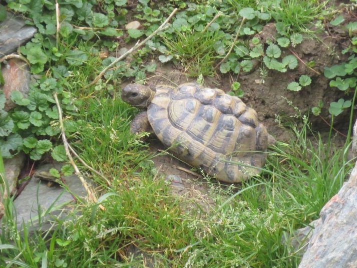 Obisk mini živalskega vrta SikaluZOO