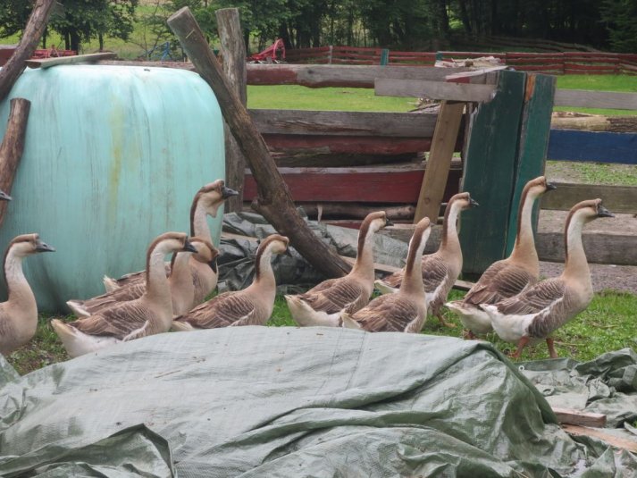 Obisk mini živalskega vrta SikaluZOO