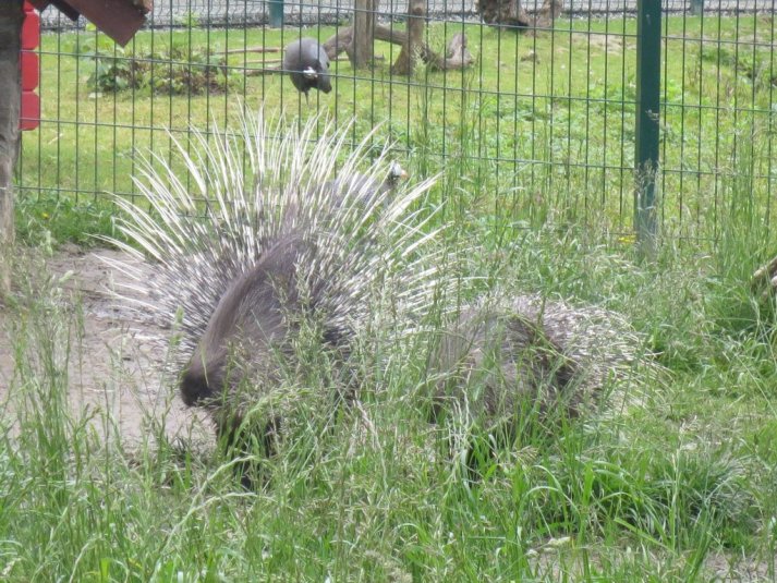 Obisk mini živalskega vrta SikaluZOO