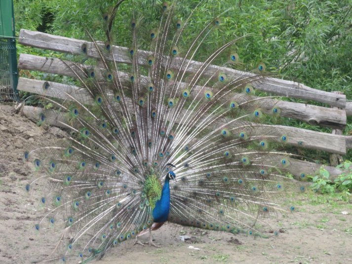Obisk mini živalskega vrta SikaluZOO