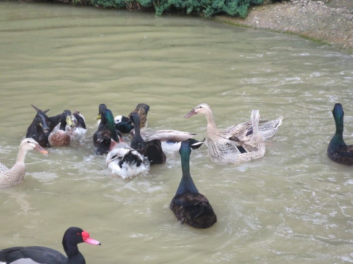 Obisk mini živalskega vrta SikaluZOO