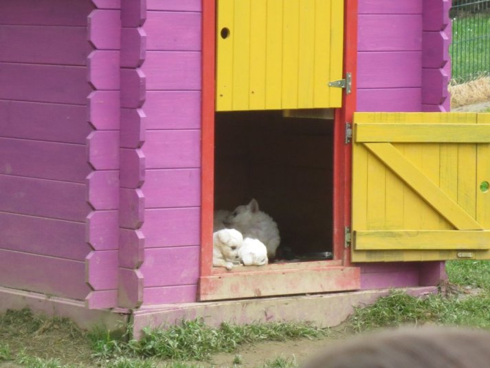 Obisk mini živalskega vrta SikaluZOO