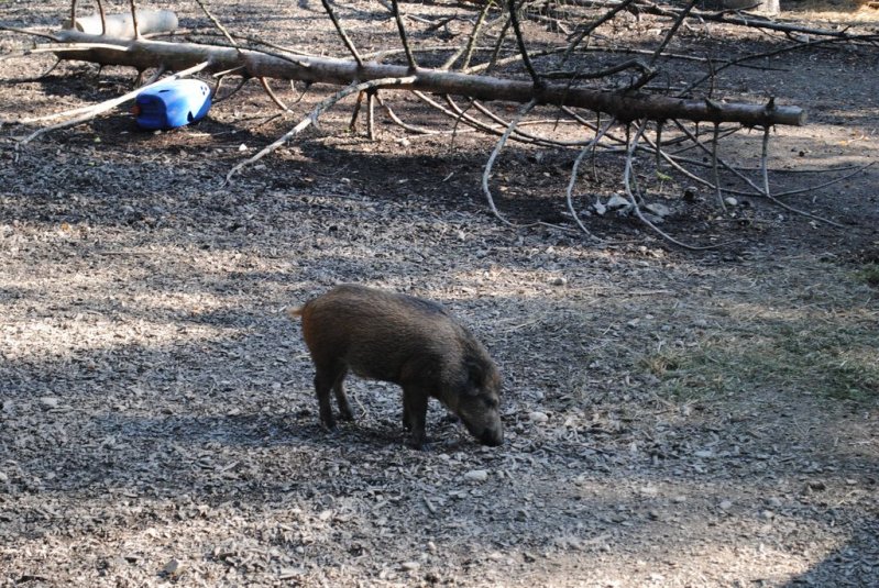 Tehniški muzej in živalski vrt