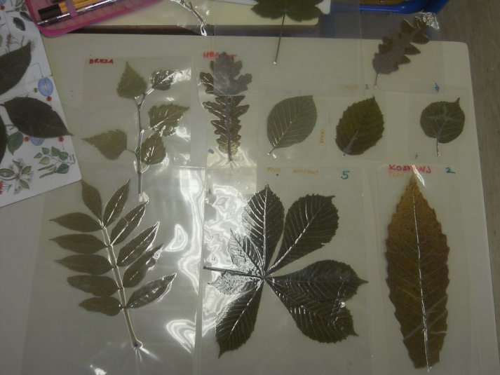 Naravoslovni teden v Črmošnjicah