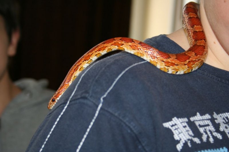 Obiskala nas je kača