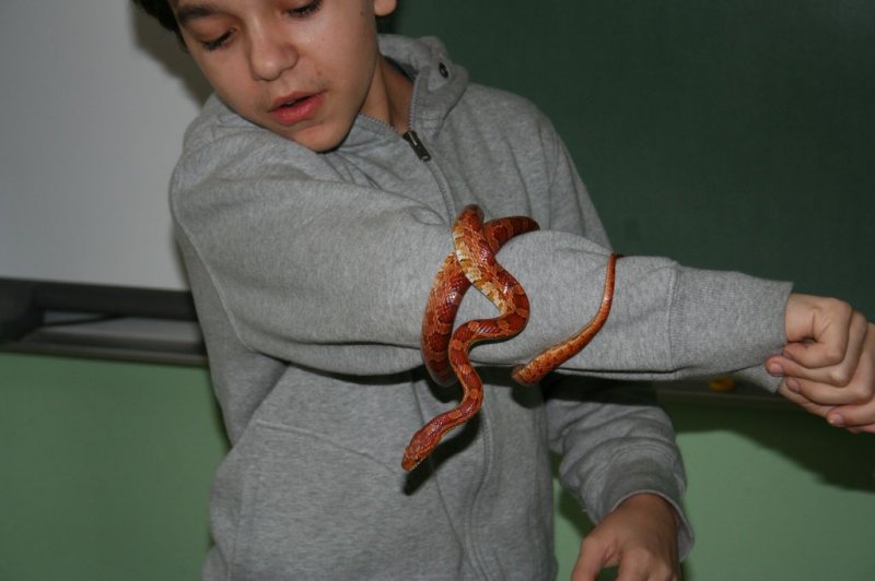 Obiskala nas je kača