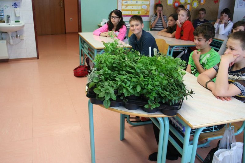 Šolski zeliščni vrt