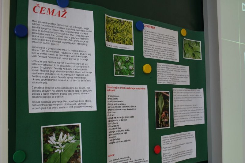 Šolski zeliščni vrt