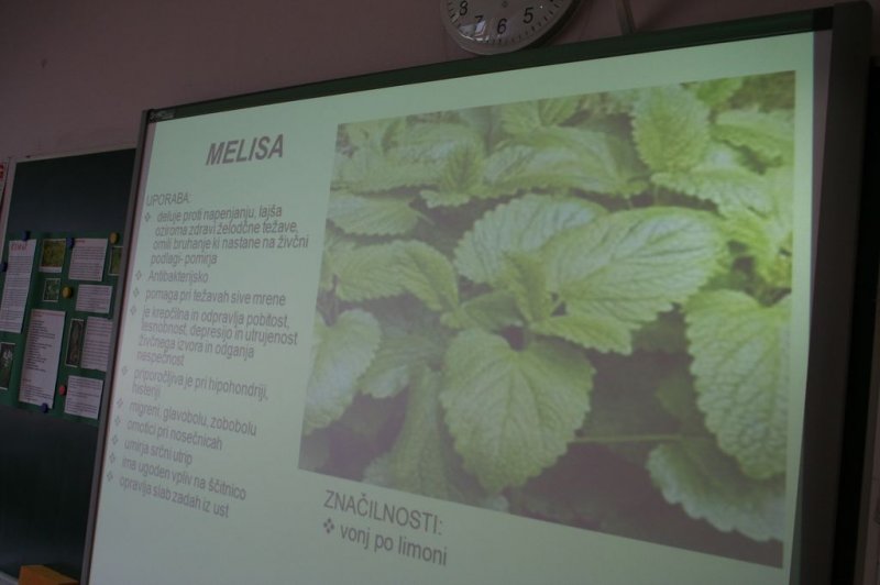 Šolski zeliščni vrt