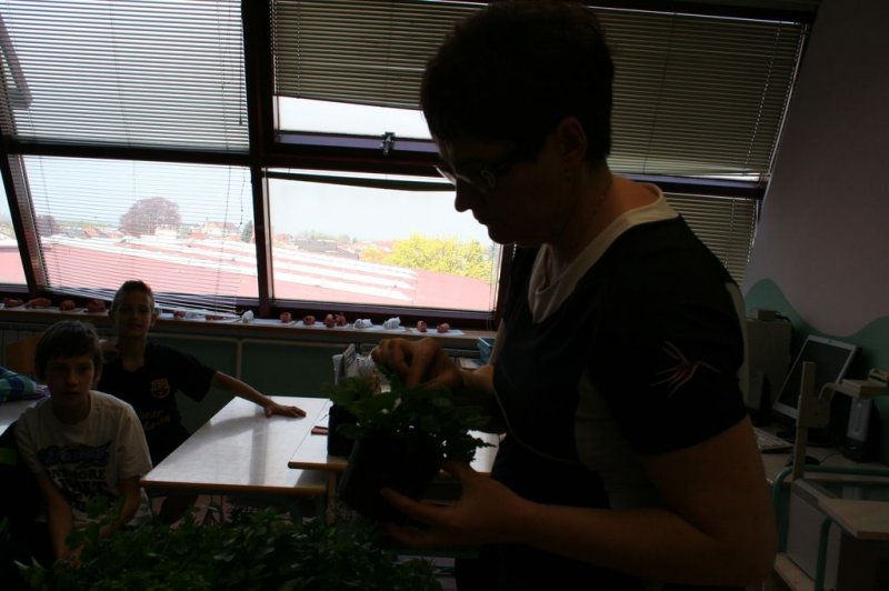 Šolski zeliščni vrt