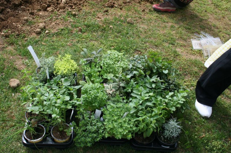 Šolski zeliščni vrt