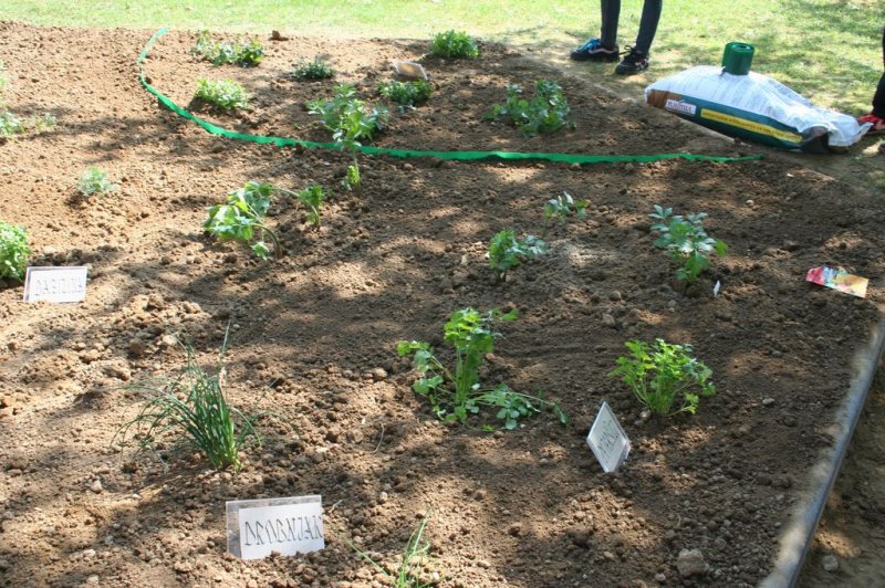 Šolski zeliščni vrt