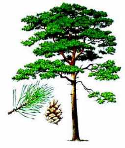 s_bor.jpg (11975 bytes)