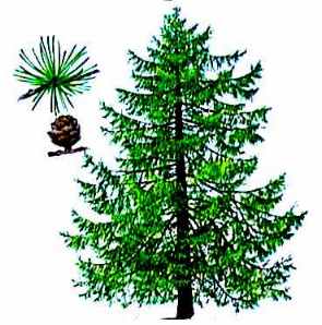 s_maces.jpg (16820 bytes)