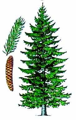 s_smre.jpg (15887 bytes)