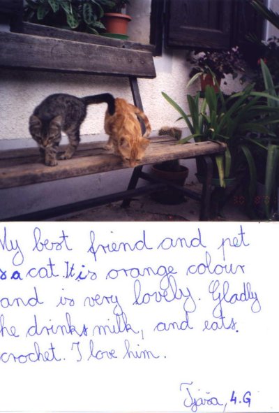 cat_pet.JPG (45959 bytes)