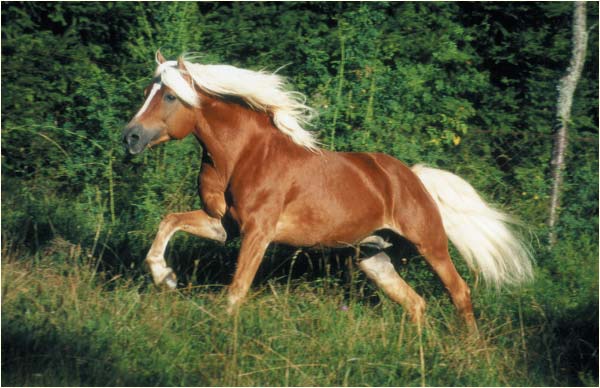 haflinger