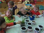 sejanje_bozicnega_zita