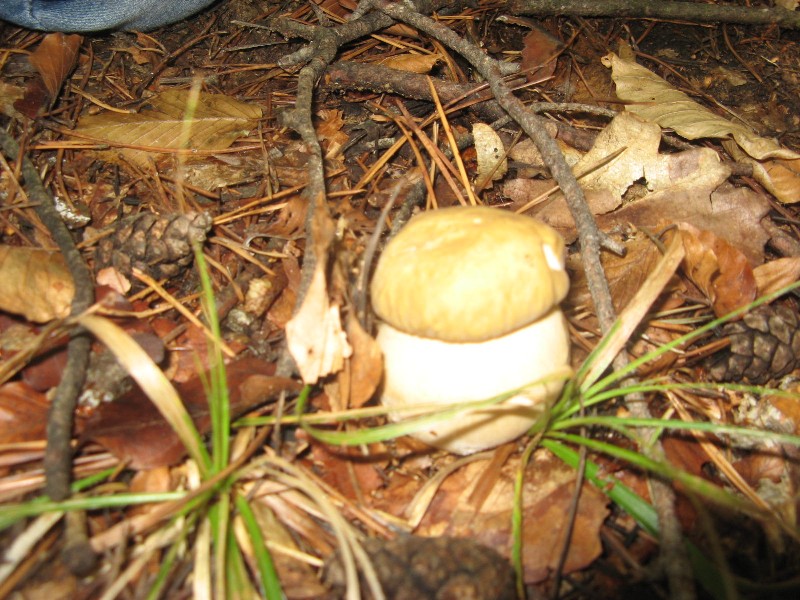 sprehod v gozd (3).JPG