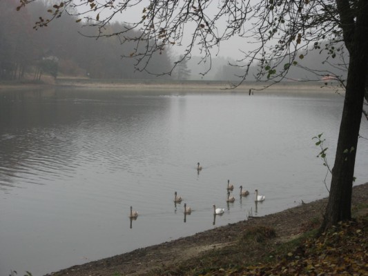 zlati sonček 13.JPG