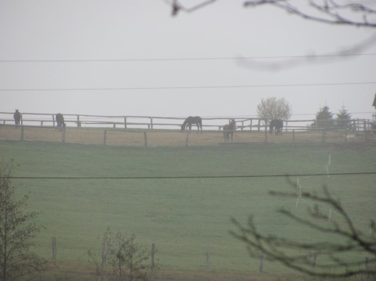 zlati sonček 18.JPG