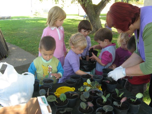 sajenje vijolic (20).JPG