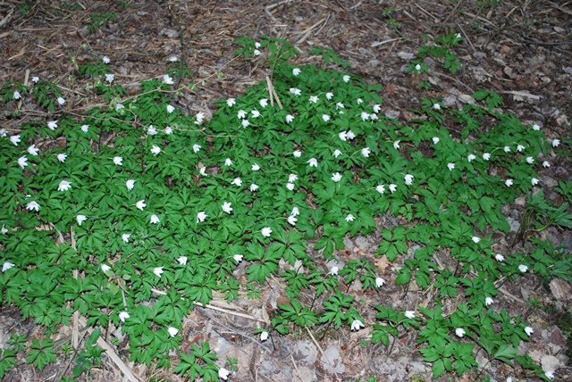 USTVARJALNE DELAVNICE