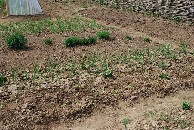 USTVARJALNE DELAVNICE