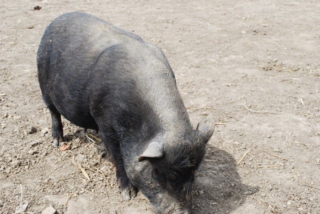 USTVARJALNE DELAVNICE