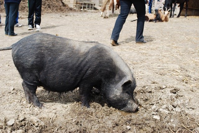 USTVARJALNE DELAVNICE