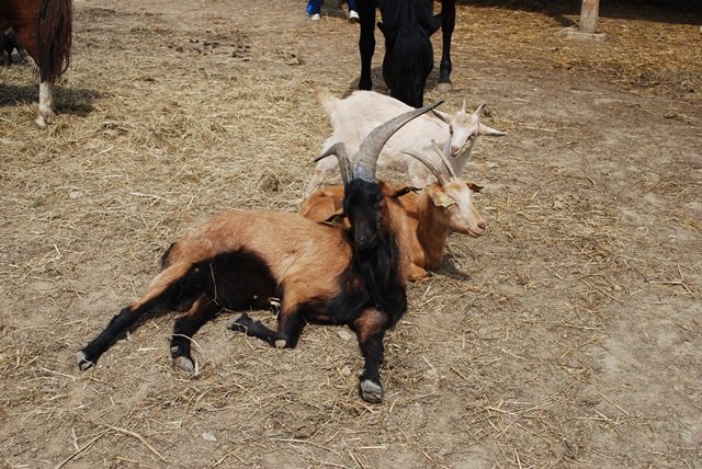 USTVARJALNE DELAVNICE