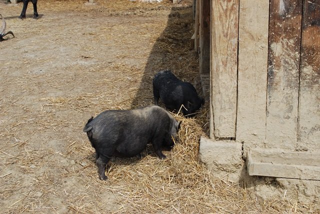 USTVARJALNE DELAVNICE