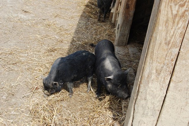 USTVARJALNE DELAVNICE