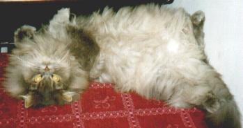 arci.jpg (11142 bytes)