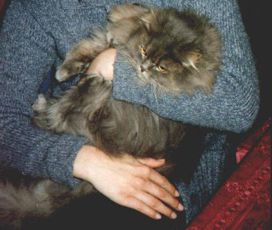 arci1.JPG (60003 bytes)