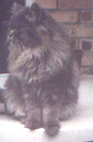 fotoarci11.JPG (17903 bytes)