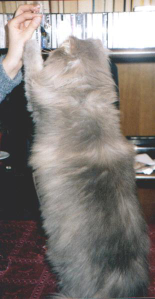 fotoarci12.JPG (26366 bytes)