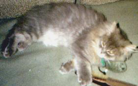 fotoarci4.JPG (21263 bytes)